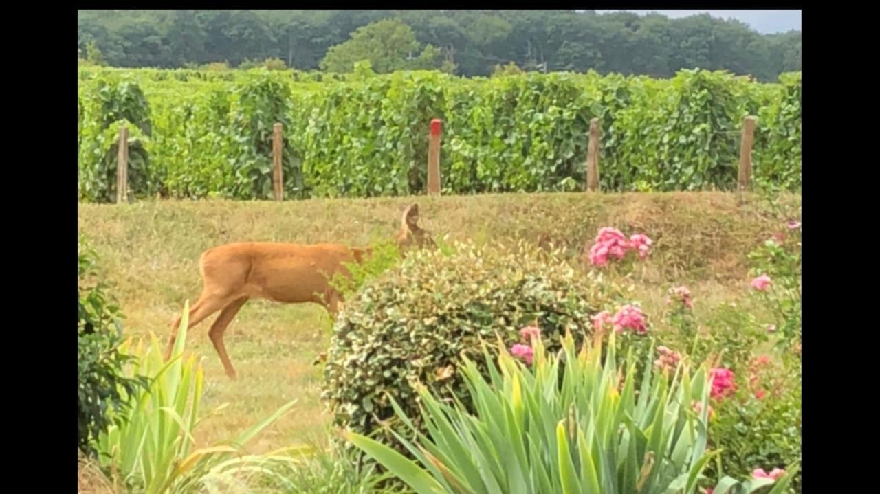 ThauvenayAvre De Paix Sancerrois公寓 外观 照片